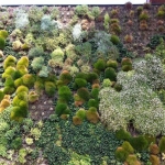 largest-vertical-garden-in-the-world-rozzano-italy-shopping-center-5